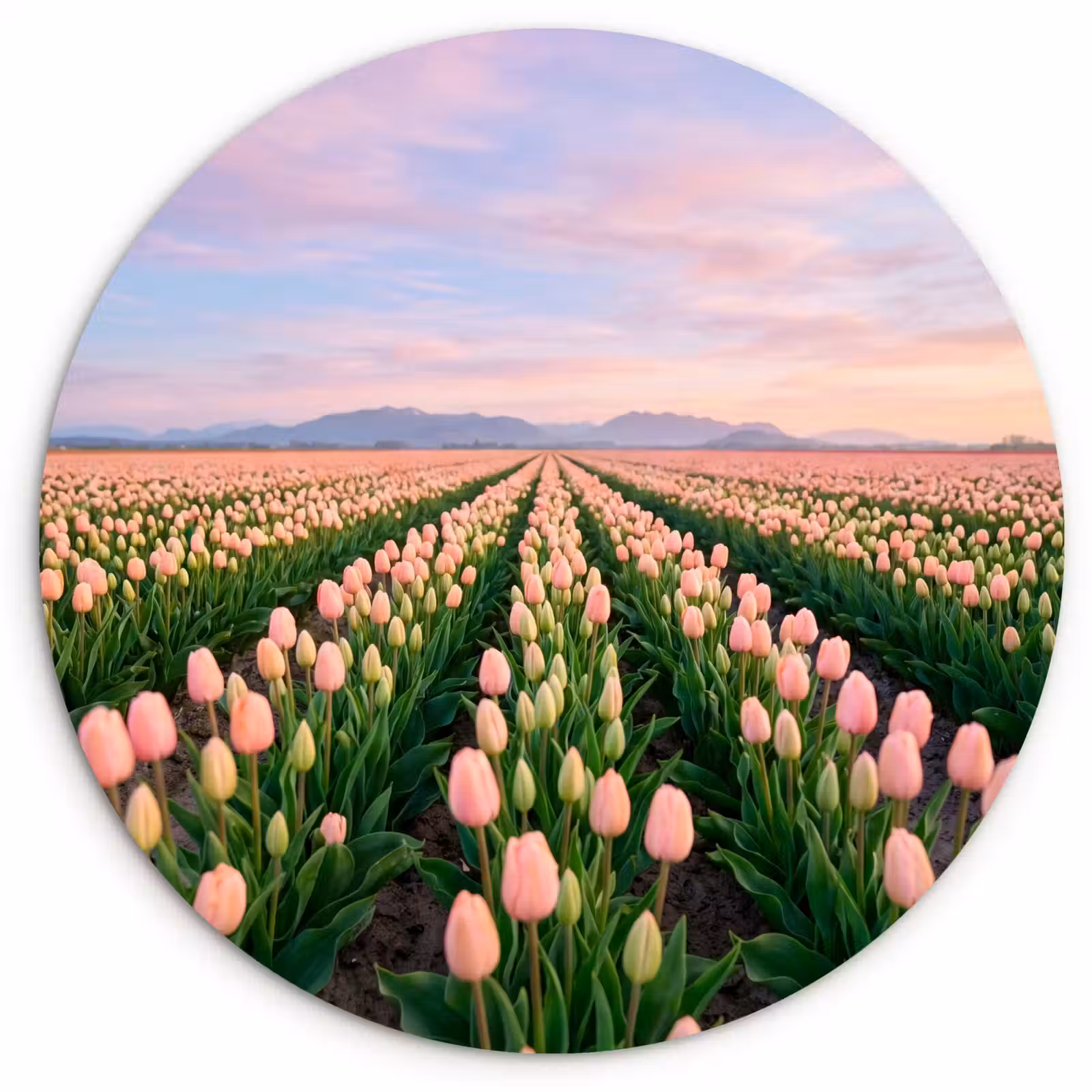 Muurcirkel - Tulpen - Landschap - Roze — 1