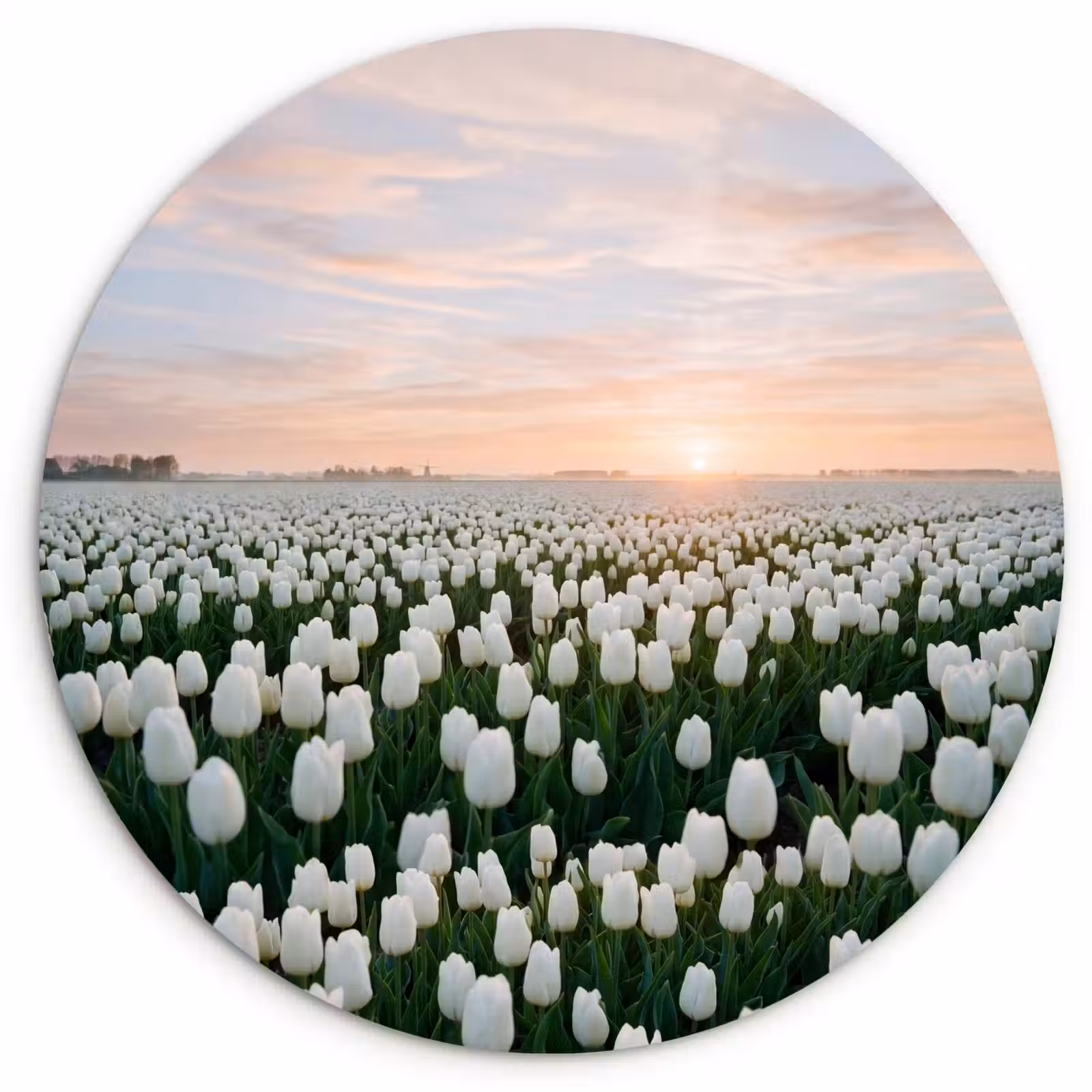 Muurcirkel - Tulpen - Landschap - Wit — 1