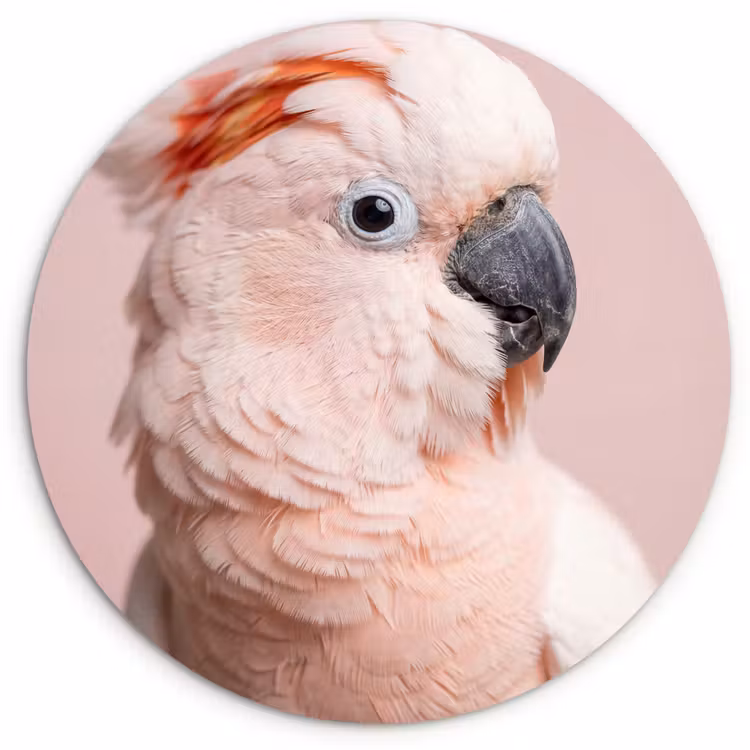 Muurcirkel - Kaketoe - Portret - Roze — 1