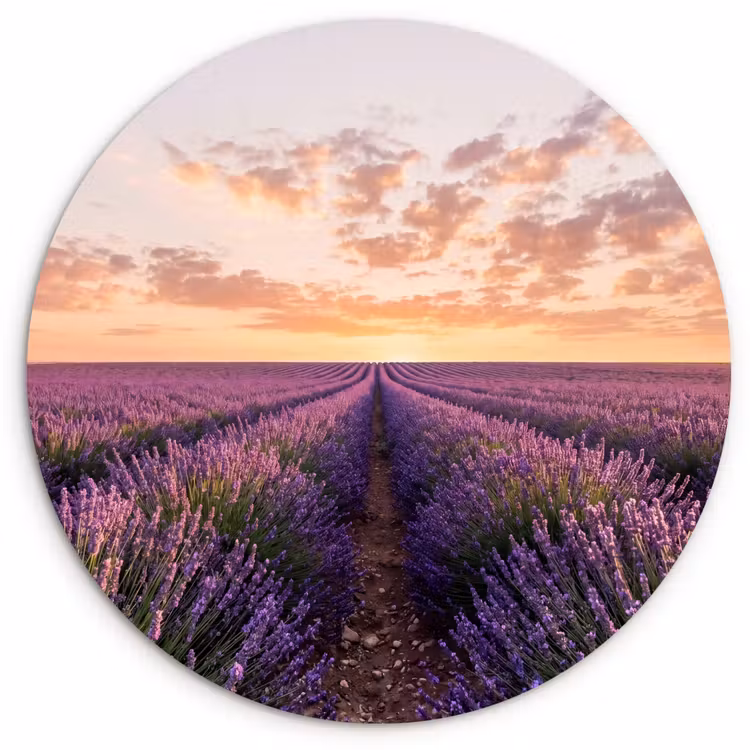 Muurcirkel - Landschap - Lavendelveld - Paars — 1