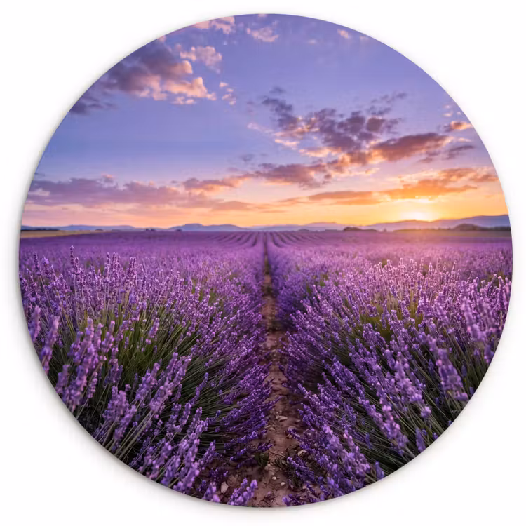 Muurcirkel - Lavendel - Veld - Natuur - Paars — 1
