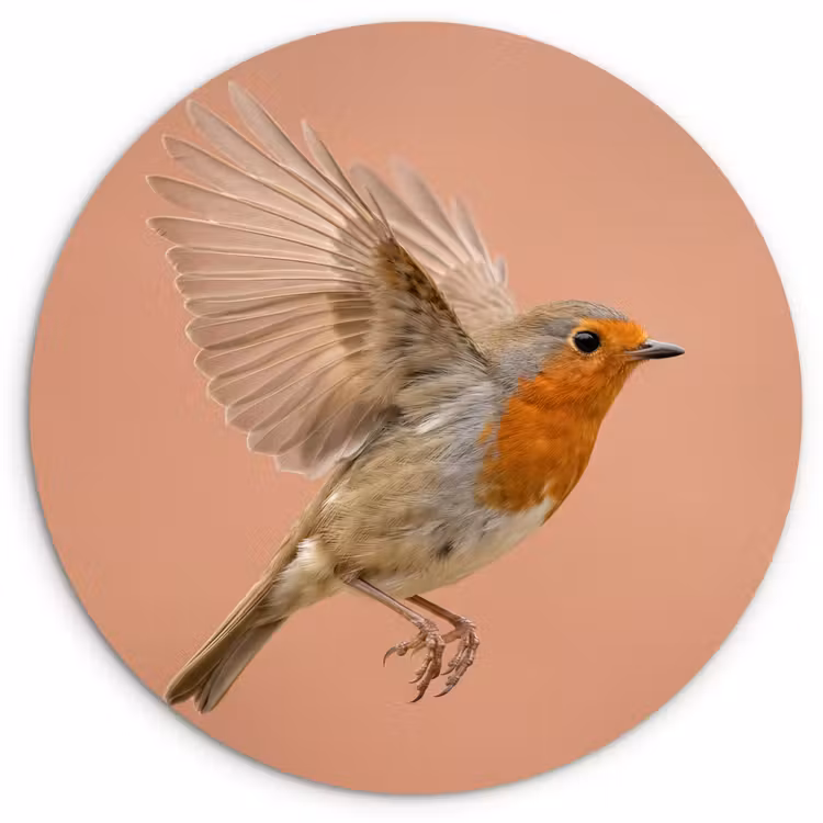 Muurcirkel - Roodborst - Natuur - Roze — 1