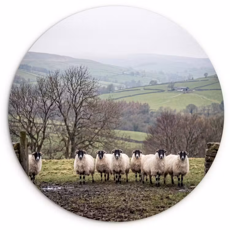 Muurcirkel - Schapen - Rij - Weide - Dieren - Platteland — 1