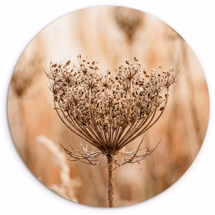 Muurcirkel - Schermbloem - Droogbloem - Winter - Beige - Minimalistisch — 1