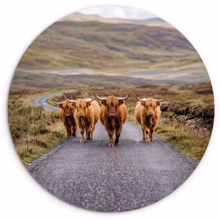 Muurcirkel - Schotse Hooglanders - Weg - Landschap - Kudde — 1