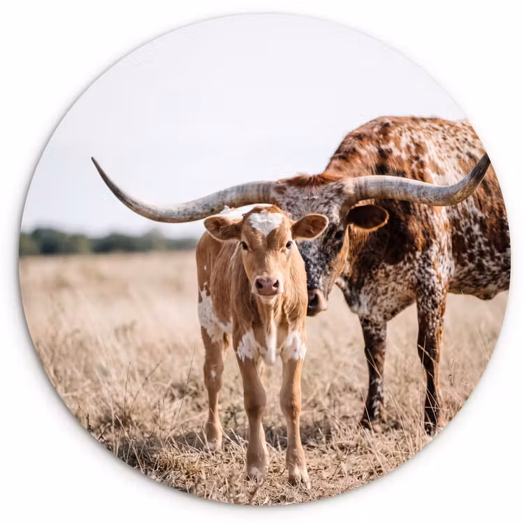 Muurcirkel - Texas Longhorn - Kalf - Weide - Dieren — 1