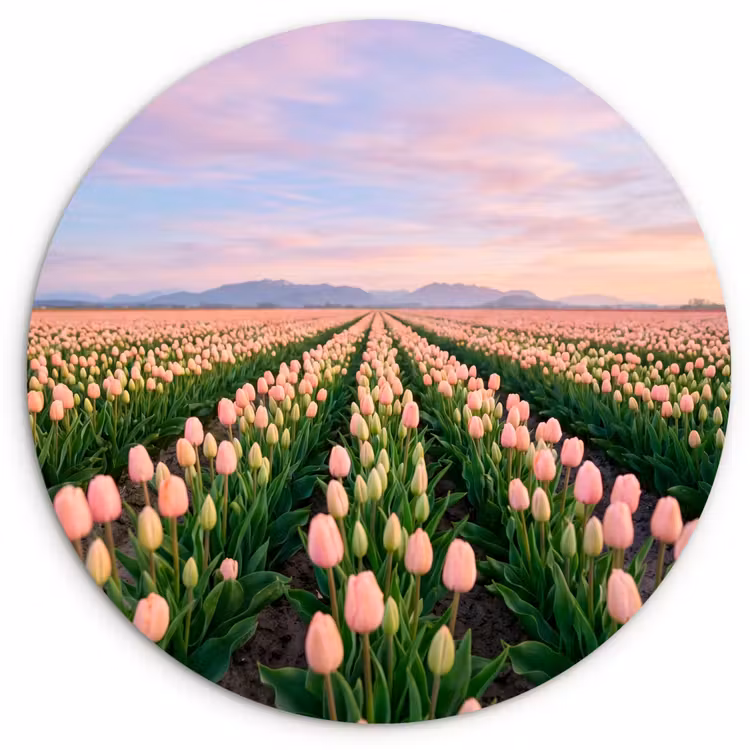 Muurcirkel - Tulpen - Landschap - Roze — 1