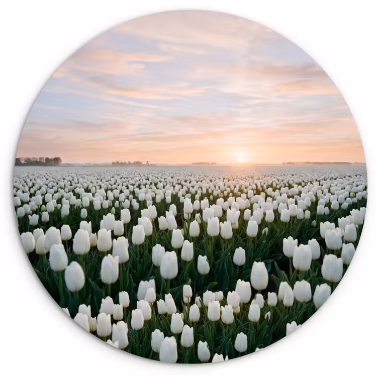 Muurcirkel - Tulpen - Landschap - Wit — 1