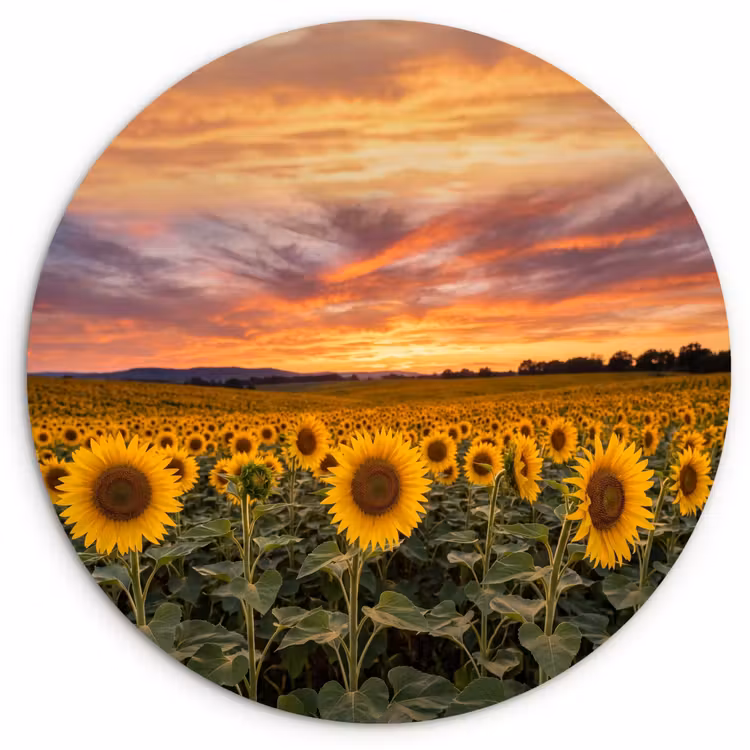 Muurcirkel - Zonnebloemen - Heuvellandschap - Geel — 1