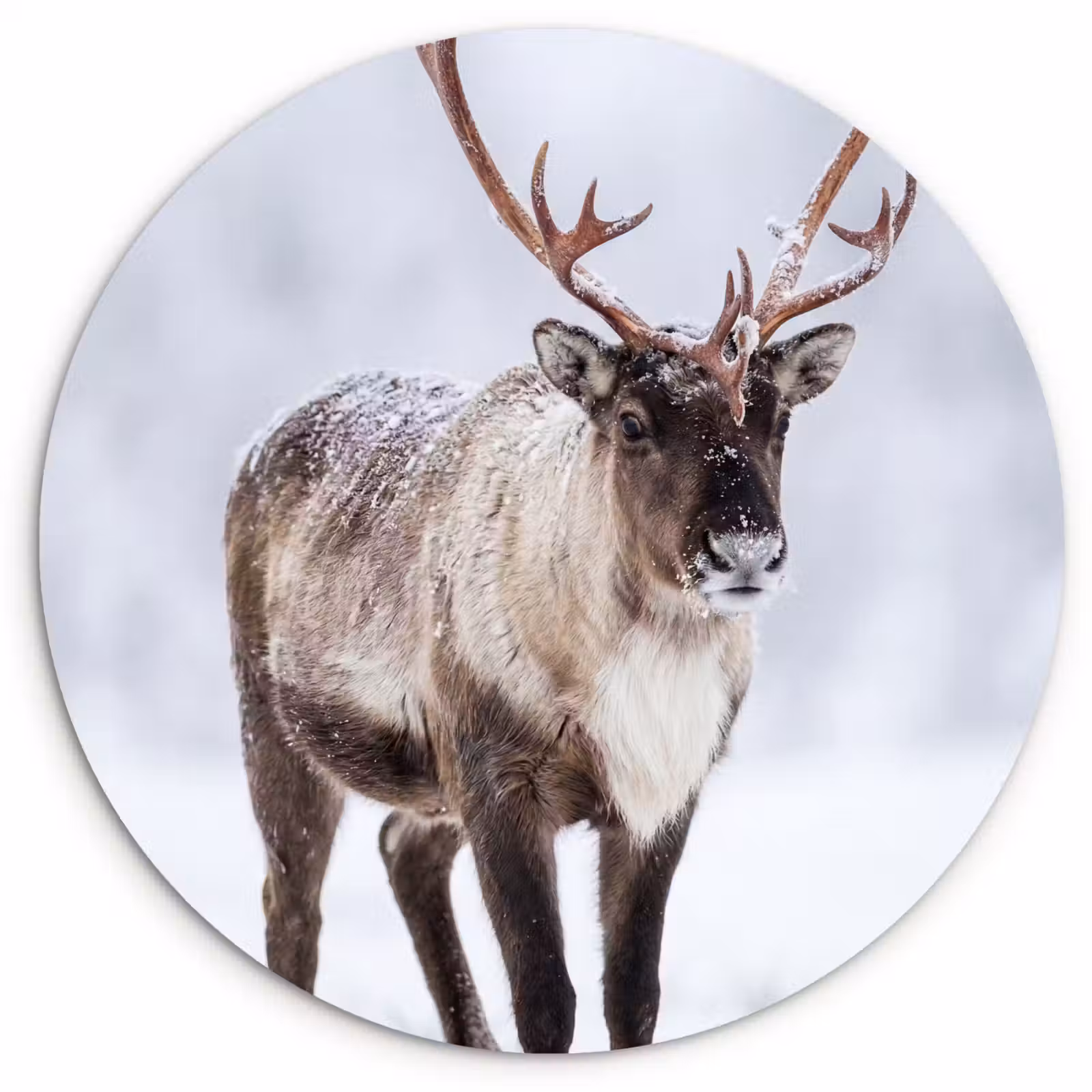Muurcirkel - Rendier - Gewei - Toendra - Sneeuw - Wild — 1
