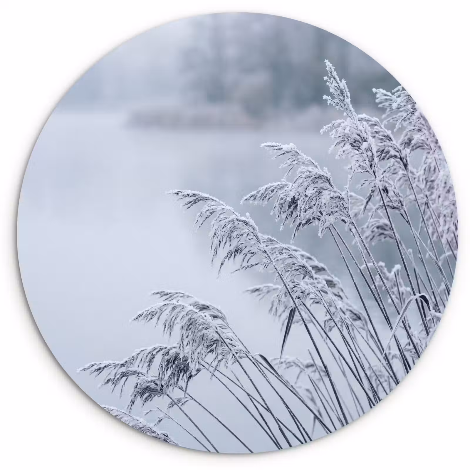 Muurcirkel - Riet - Bevroren - Winter - Natuur — 1