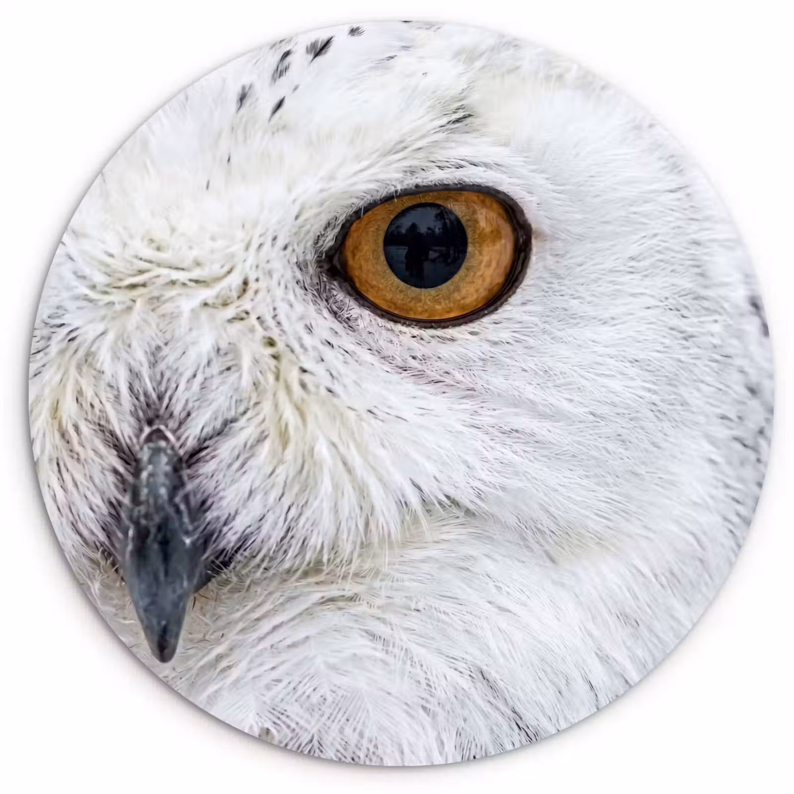 Muurcirkel - Sneeuwuil - Oog - Wildlife - Wit — 1