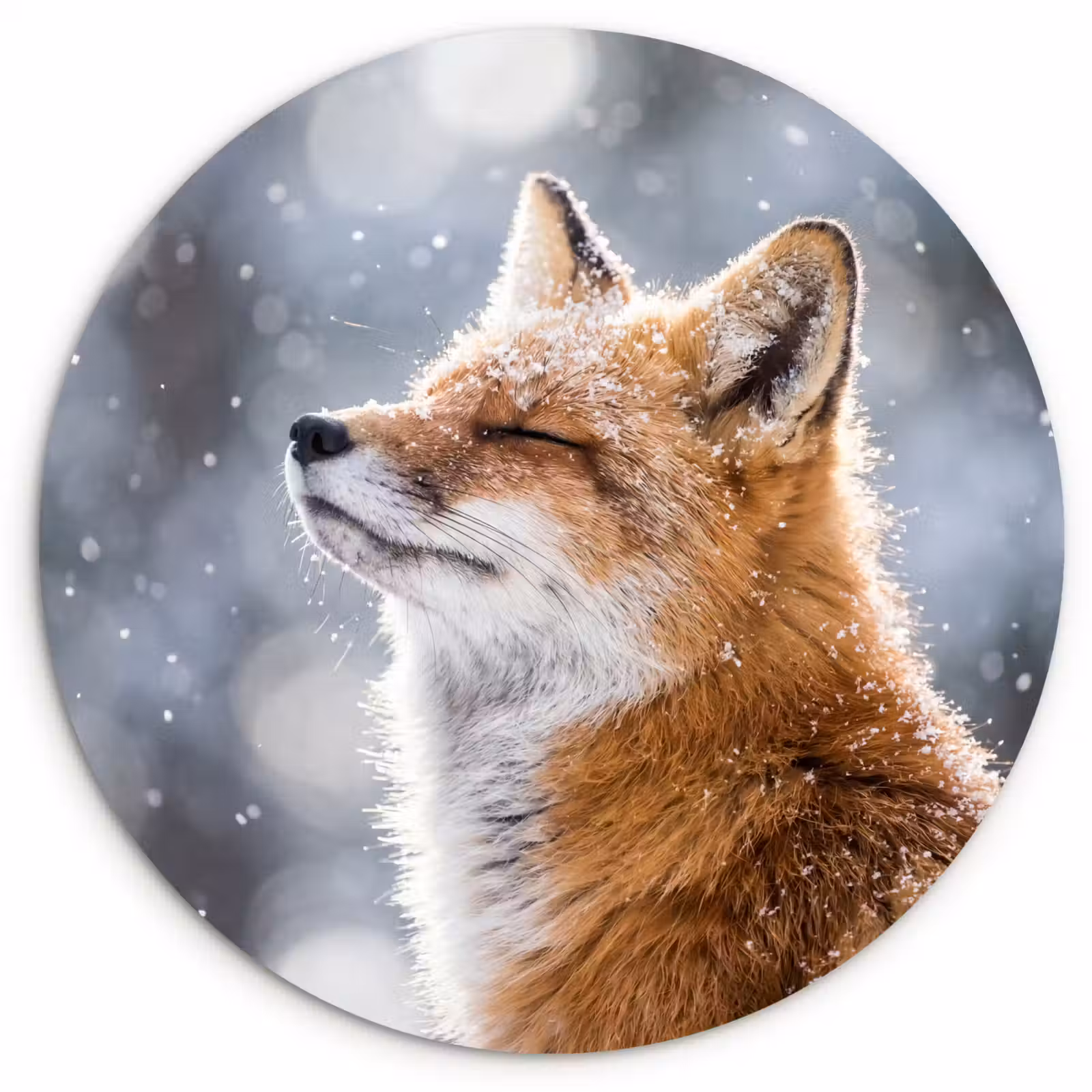 Muurcirkel - Vos - Sneeuwval - Portret - Winter - Sfeervol — 1