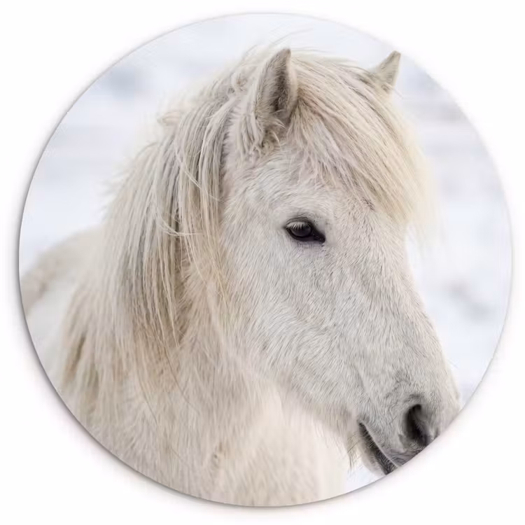 Muurcirkel - Paard - Kop - Winter - Dieren - Wit — 1