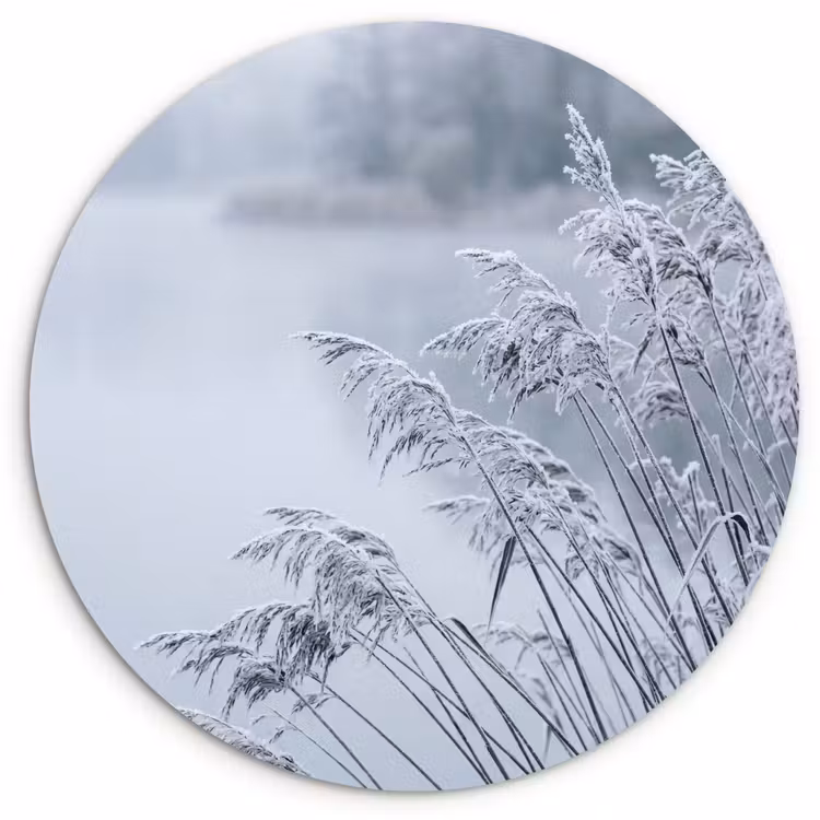 Muurcirkel - Riet - Bevroren - Winter - Natuur — 1
