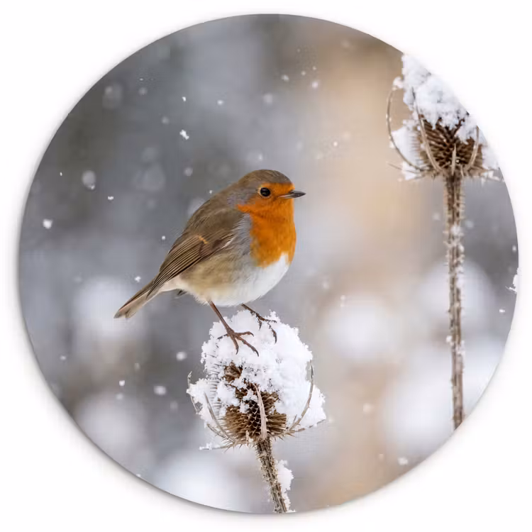 Muurcirkel - Roodborstje - Gedroogde bloem - Sneeuw - Winter - Vertederend — 1