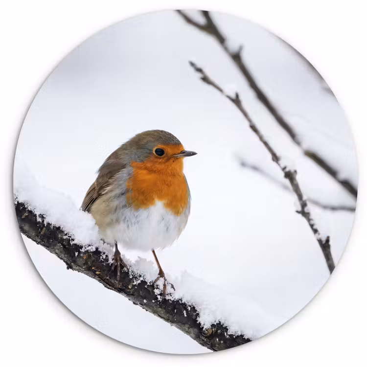 Muurcirkel - Roodborstje - Tak - Sneeuw - Winter - Levendig — 1