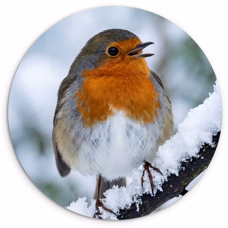 Muurcirkel - Roodborstje - Tak - Sneeuw - Winter - Levendig — 1