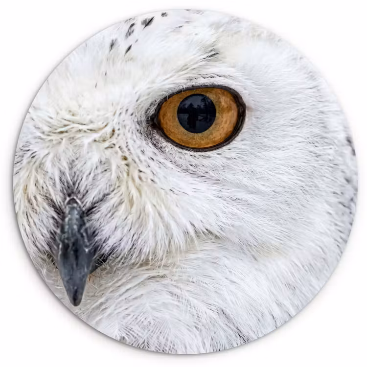 Muurcirkel - Sneeuwuil - Oog - Wildlife - Wit — 1