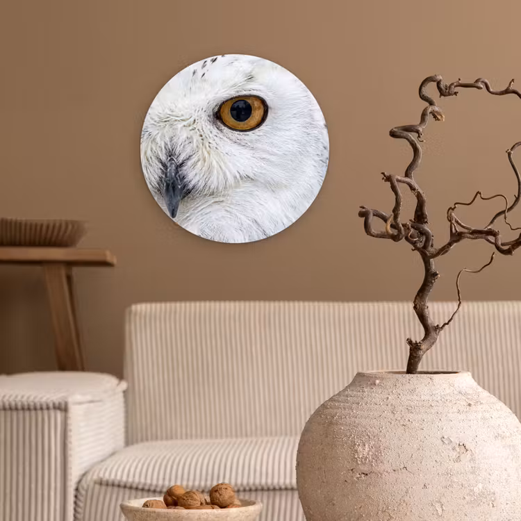 Muurcirkel - Sneeuwuil - Oog - Wildlife - Wit — 2