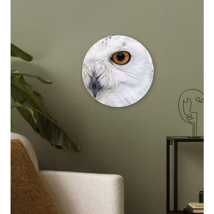 Muurcirkel - Sneeuwuil - Oog - Wildlife - Wit — 3