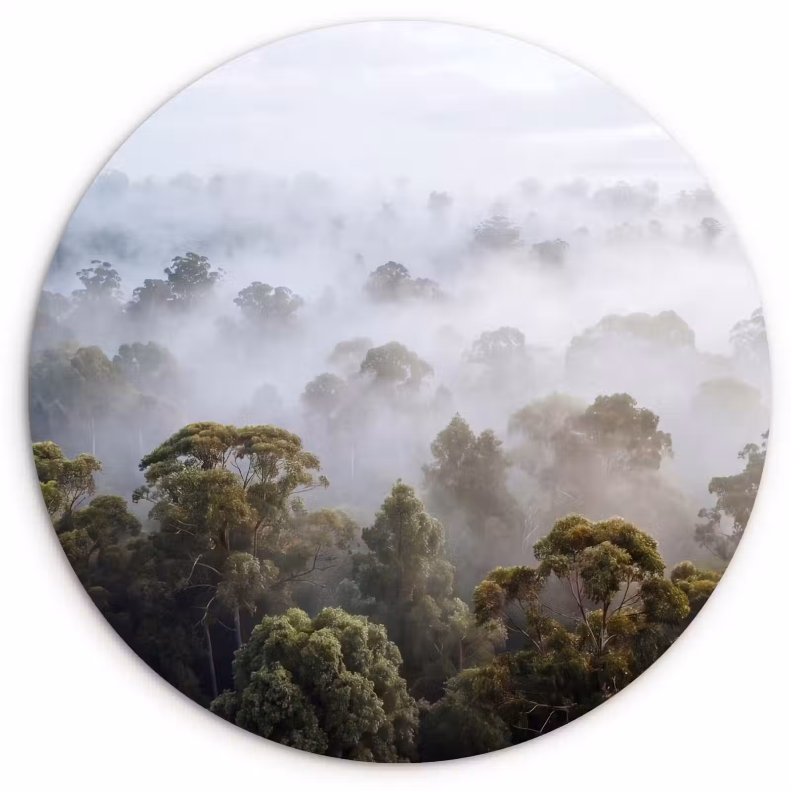Muurcirkel - Natuur - Mist - Bos - Ochtend - Goud — 1