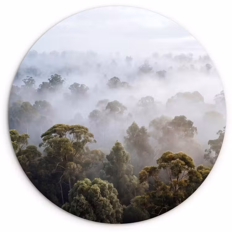 Muurcirkel - Natuur - Mist - Bos - Ochtend - Goud — 1