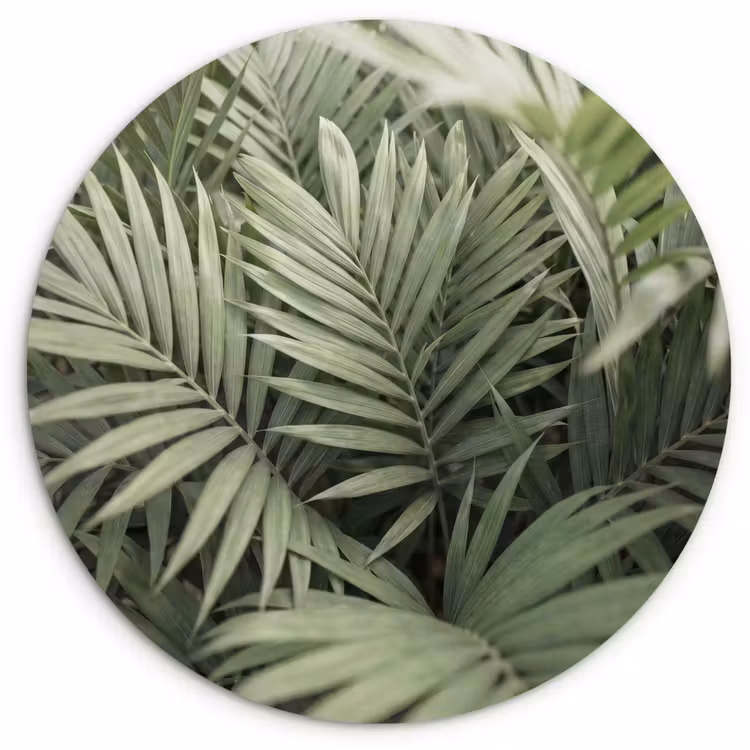Muurcirkel - Plant - Palmbladeren - Natuur - Groen — 1
