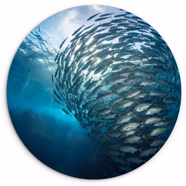 Muurcirkel - Vis - School - Oceaan - Natuur - Blauw — 1