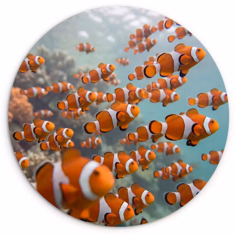 Muurcirkel - Vis - School - Onderwater - Dieren - Oranje — 1