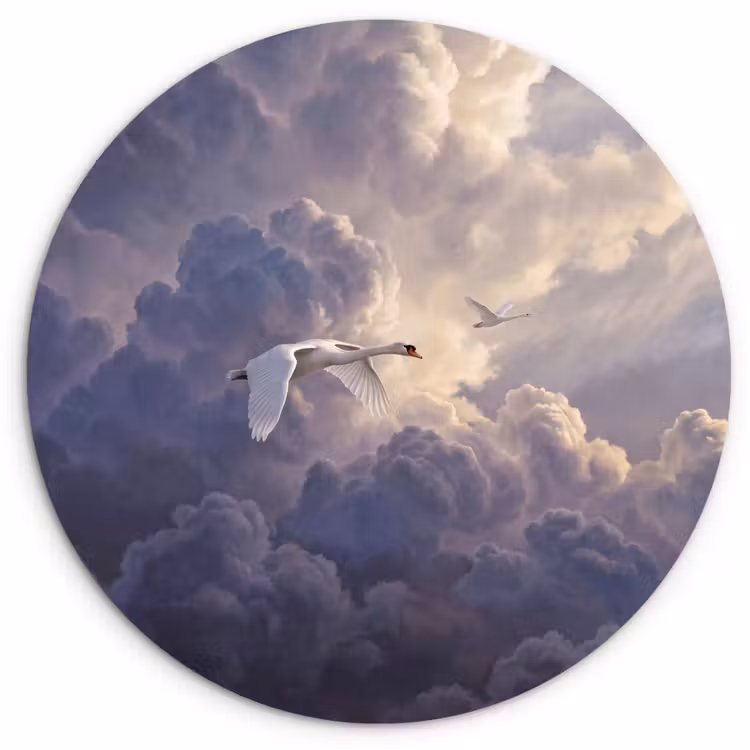 Muurcirkel - Vogel - Vliegend - Natuur - Wit - Wolken — 1