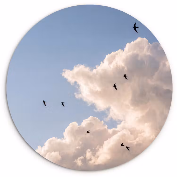 Muurcirkel - Vogel - Vlucht - Wolken - Natuur - Blauw — 1