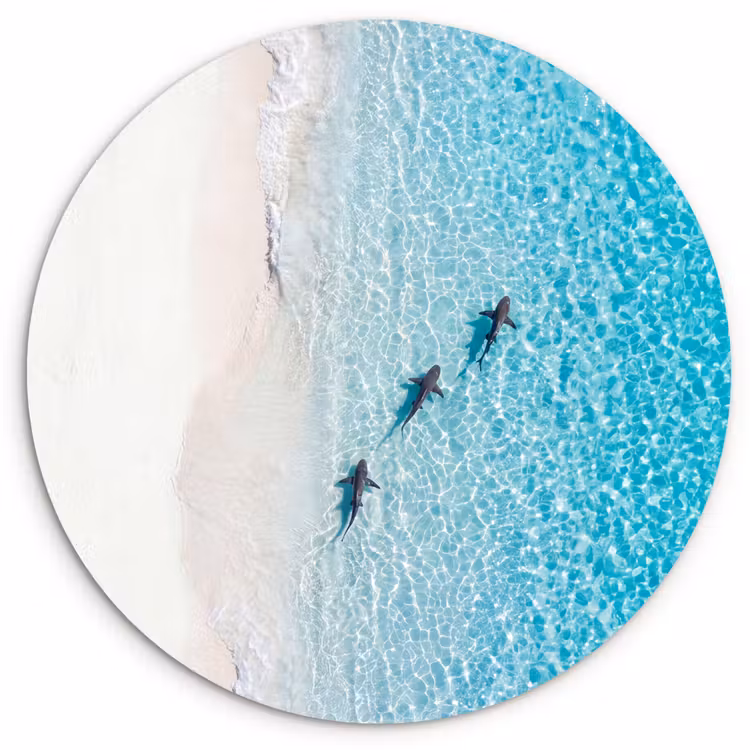 Muurcirkel - Vis - Oceaan - Strand - Turquoise - Natuur — 1