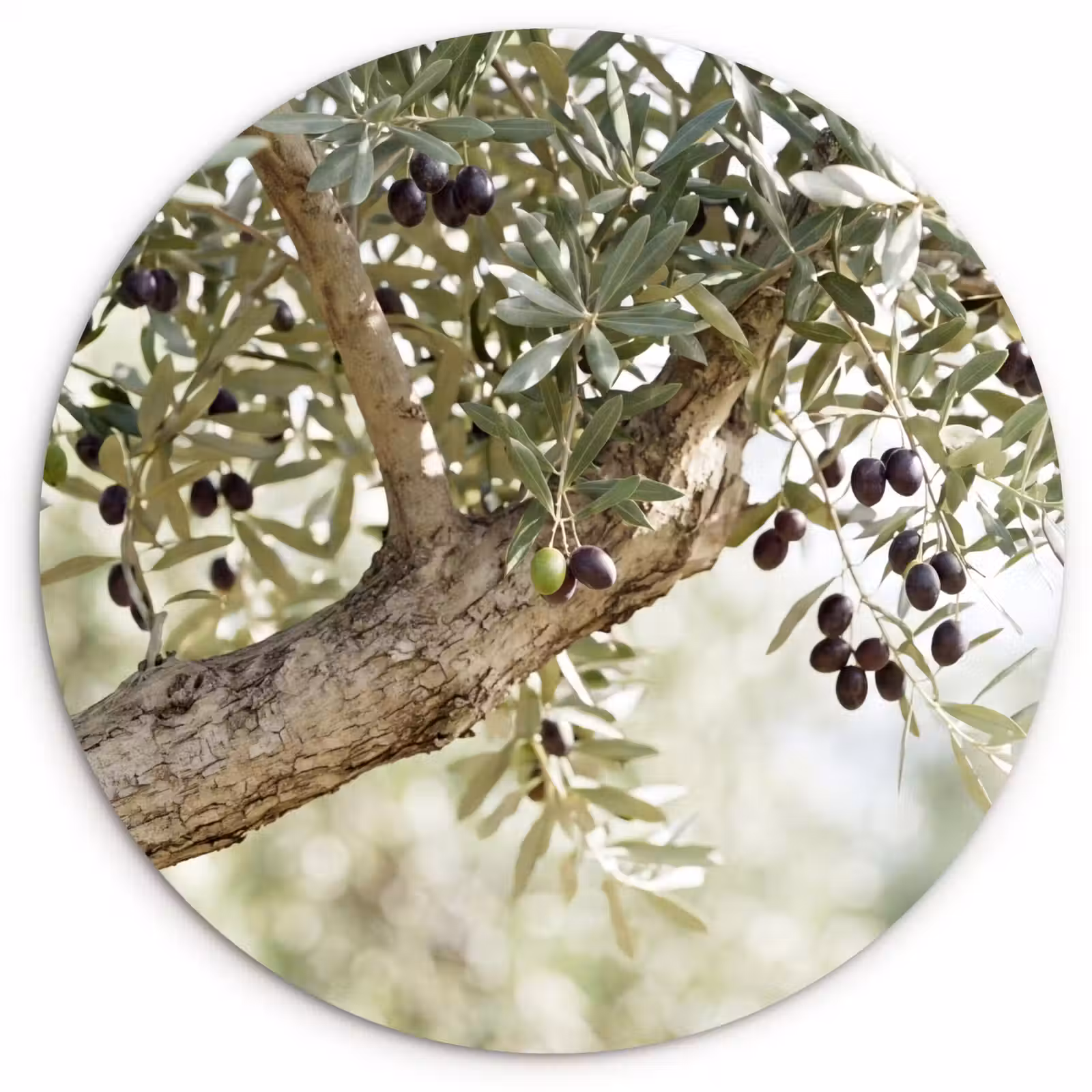 Muurcirkel - Olijfboom - tak - groen — 1
