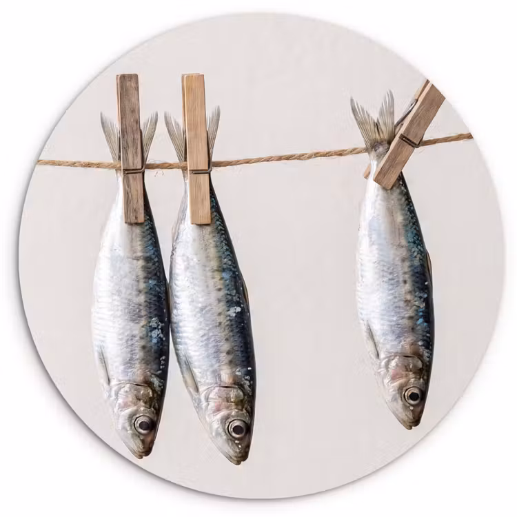 Muurcirkel - Vis - Hangend - Eten — 1