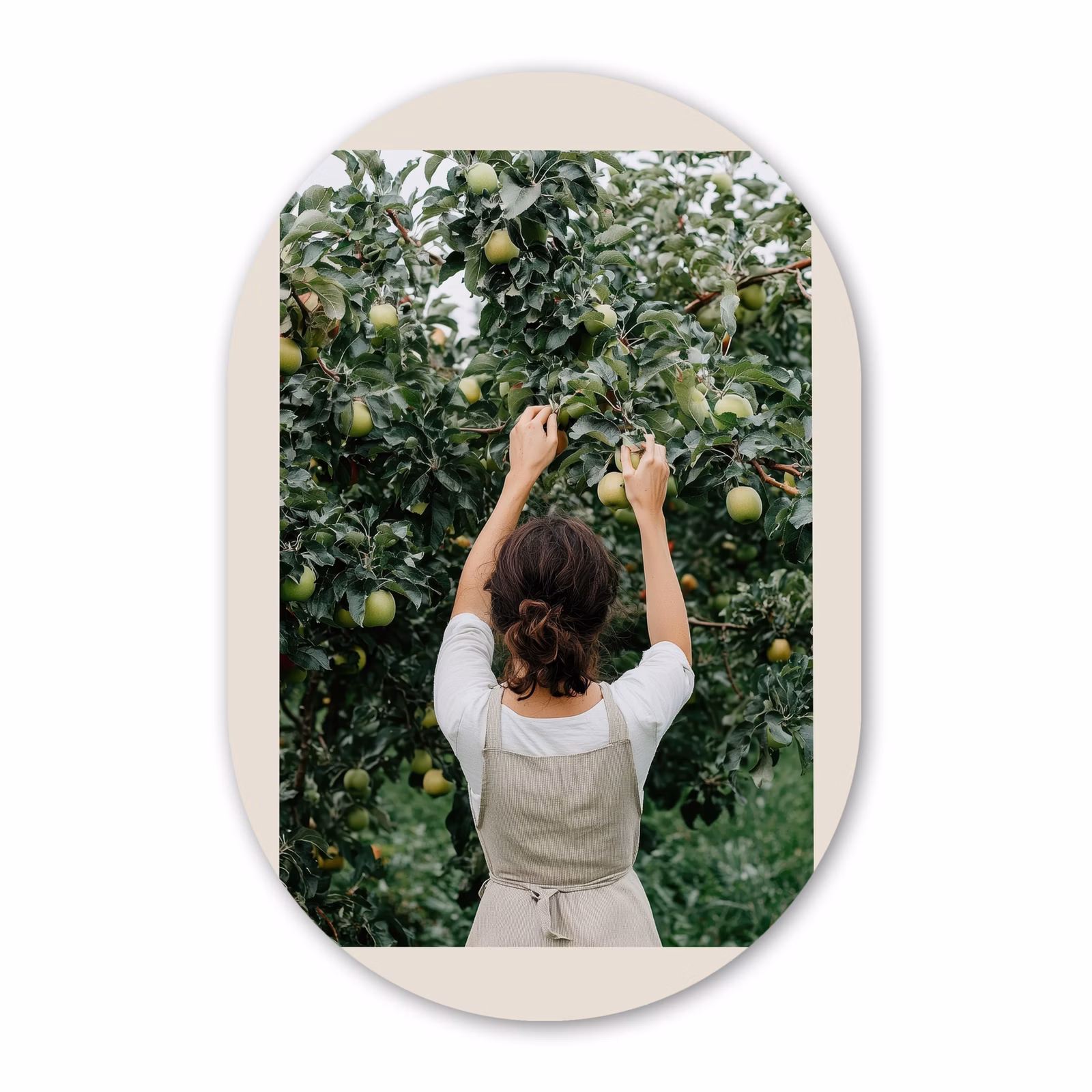Muurovaal - Glas - Boom - Appels - Plukken - Natuur — 1