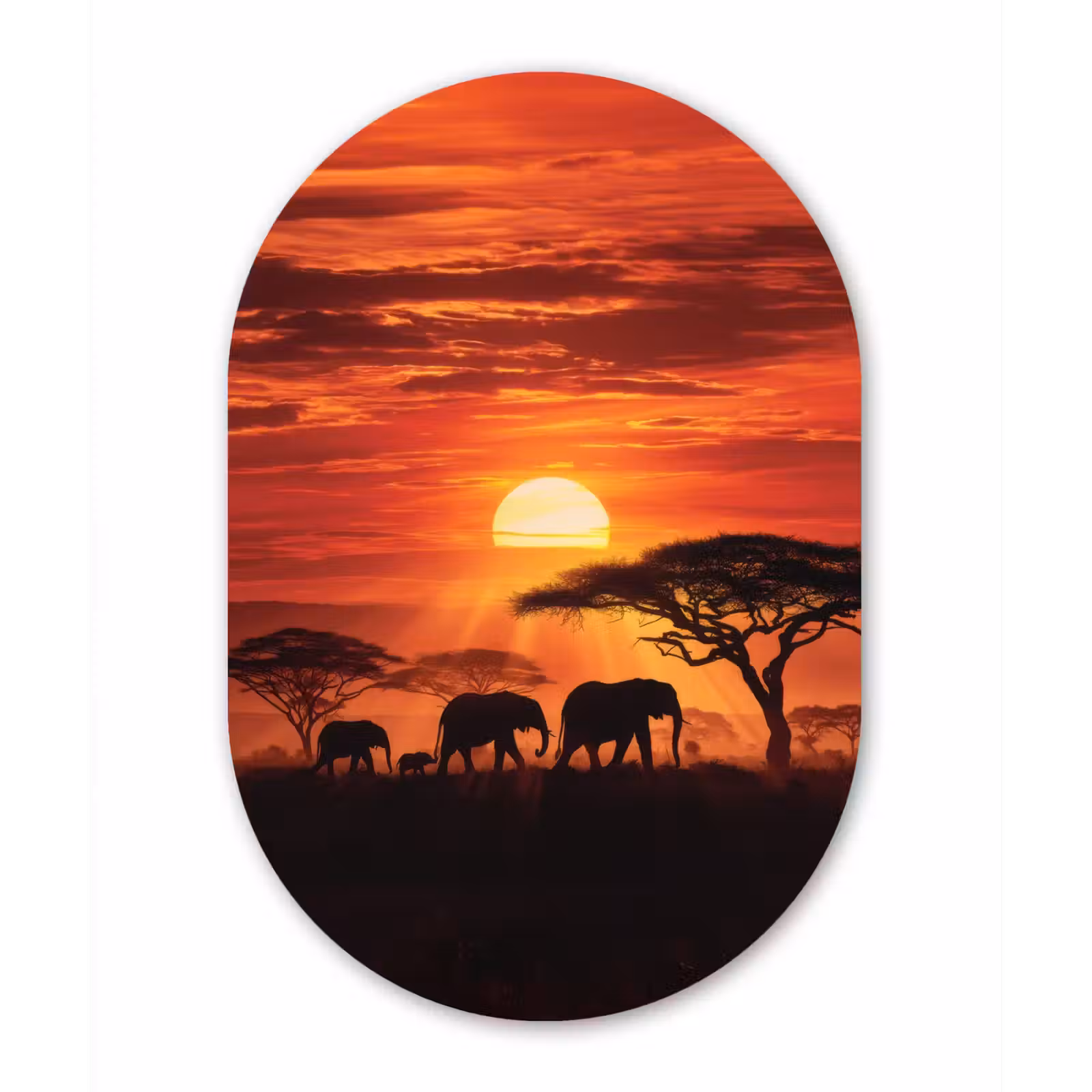 Muurovaal - Glas - Savanne - Olifanten - Zonsondergang — 1