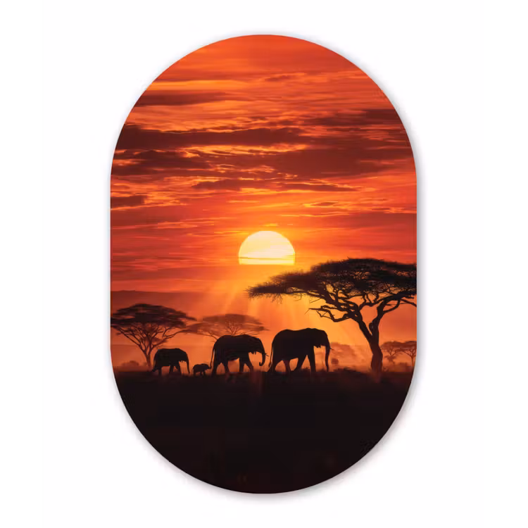 Muurovaal - Glas - Savanne - Olifanten - Zonsondergang — 1