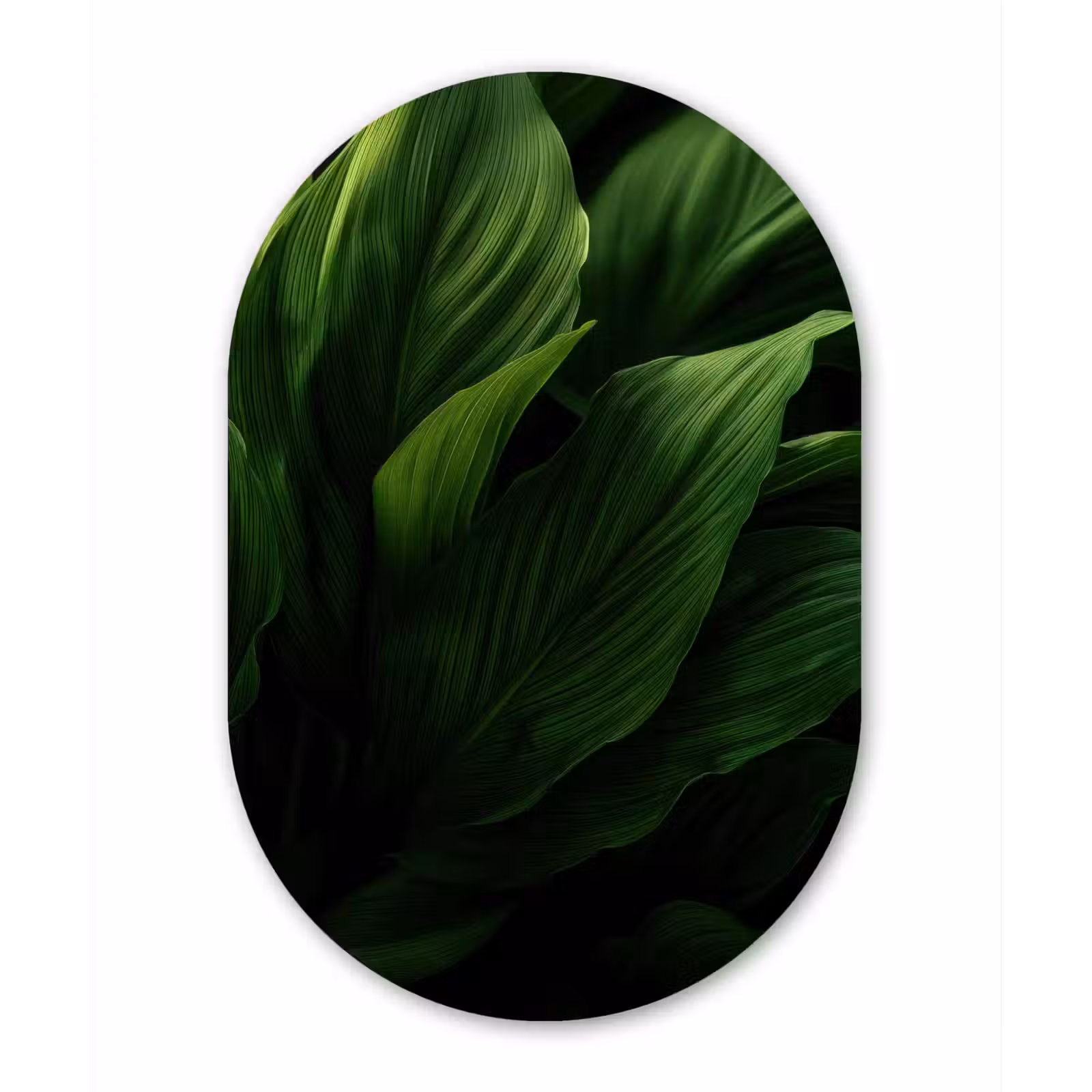Muurovaal - Glas - Bladeren - Schaduw - Groen - Textuur — 1