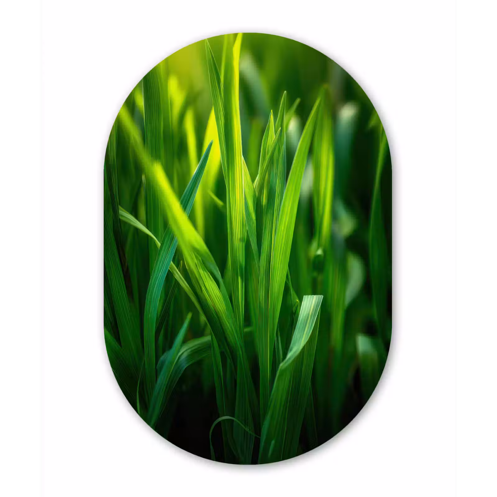 Muurovaal - Glas - Grassprieten - Lichtinval - Groen — 1