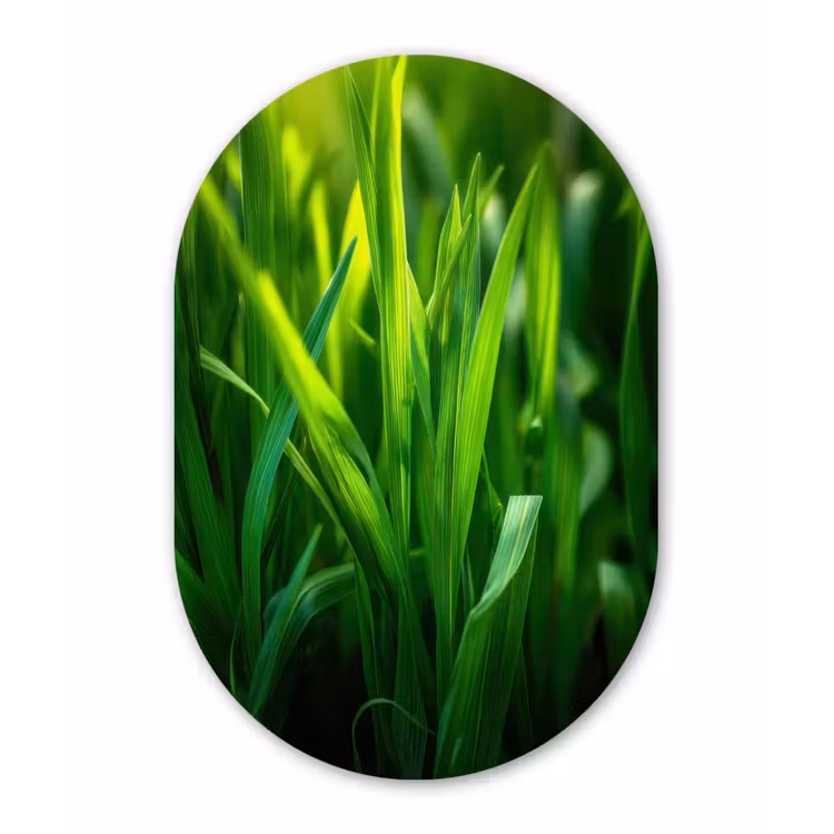 Muurovaal - Glas - Grassprieten - Lichtinval - Groen — 1