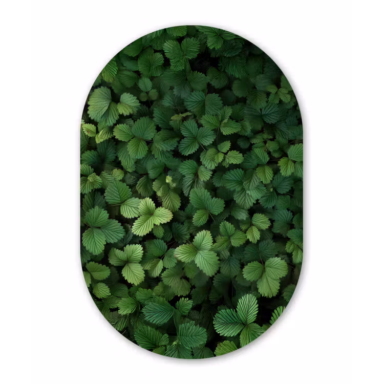 Muurovaal - Glas - Groen - Bladeren - Kartel - Zonlicht — 1