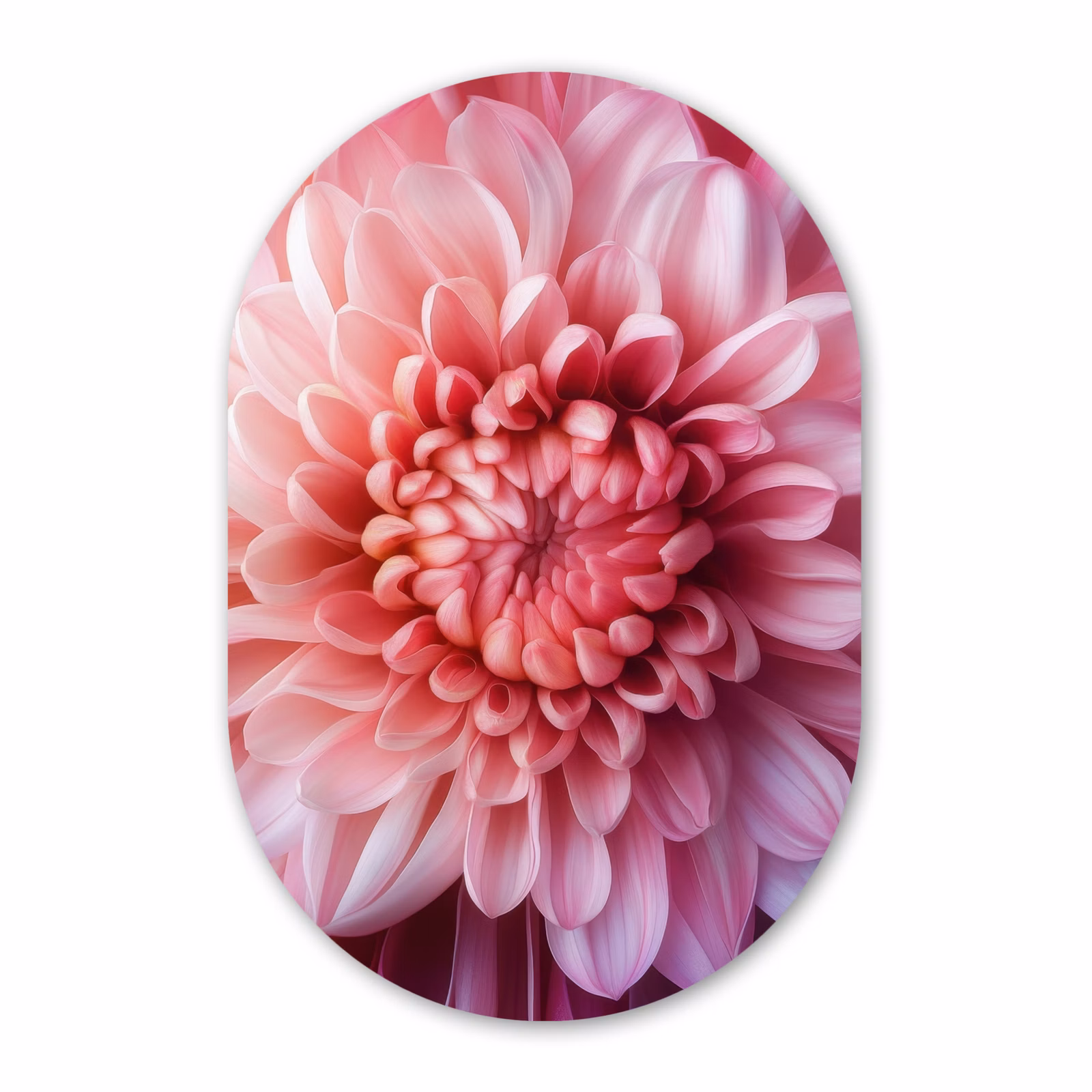 Muurovaal - Glas - Dahlia - Bloem - Close up - Roze — 1