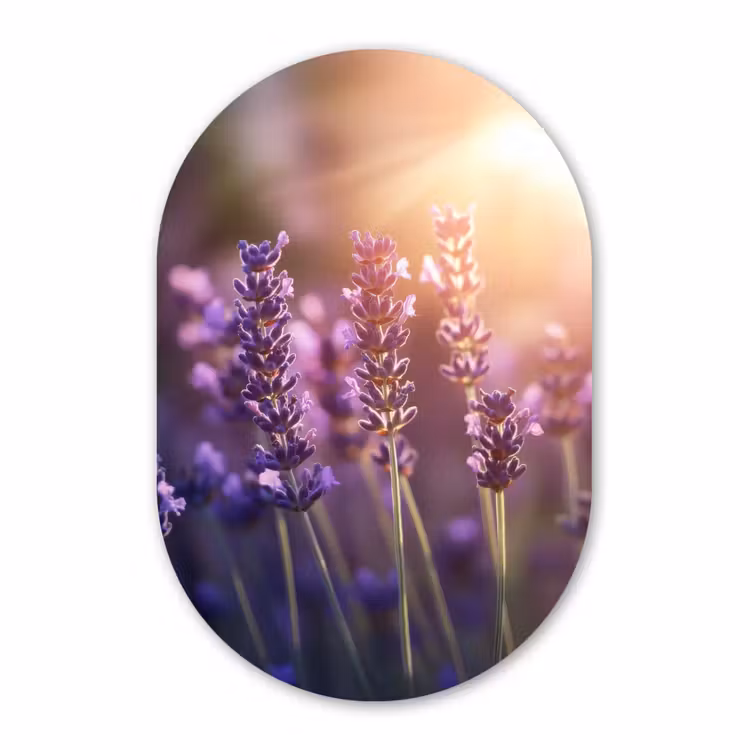 Muurovaal - Glas - Lavendelbloemen - Paars - Zonlicht — 1
