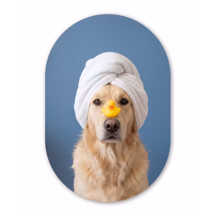 Muurovaal aluminium - Hond - Badeend - Geel — 1