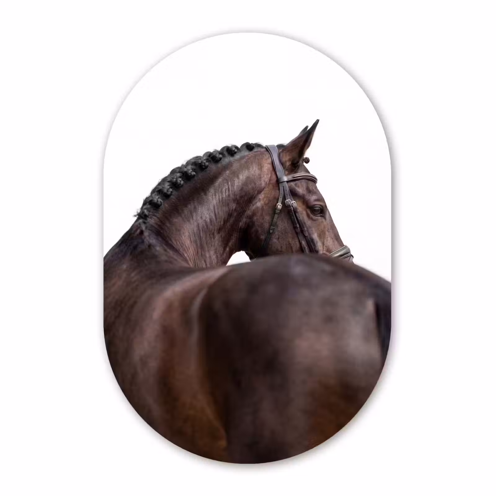 Muurovaal aluminium - Portret - Paard - Elegant — 1