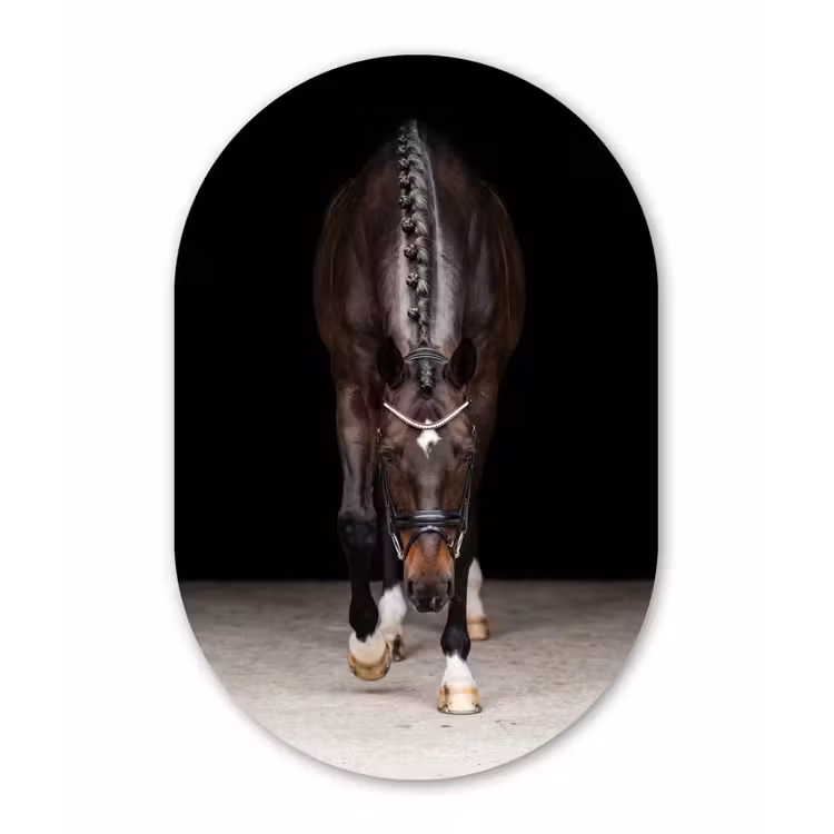 Muurovaal aluminium - Paard - Modern - Portret — 1