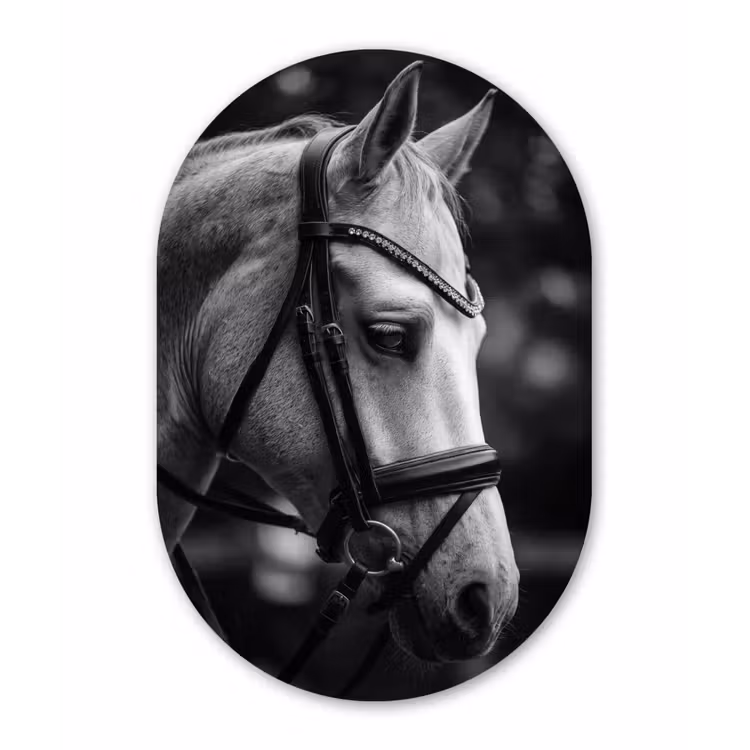 Muurovaal aluminium - Paard - Schimmel - Portret — 1