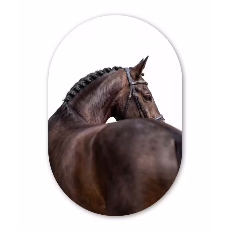 Muurovaal aluminium - Portret - Paard - Elegant — 1