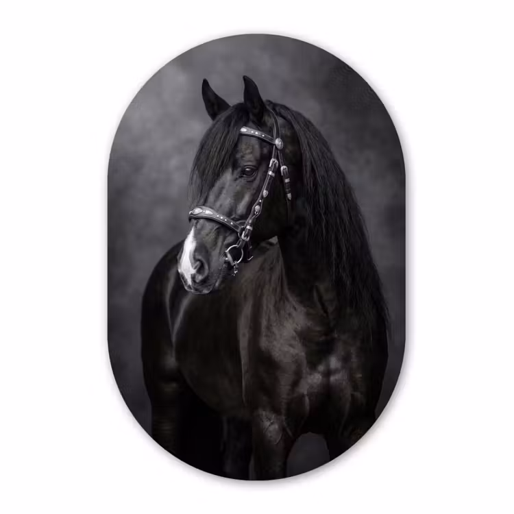 Muurovaal aluminium - Portret - Paard - Zwart — 1